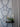 Wallflowers Wallpaper - Ziegfelds
